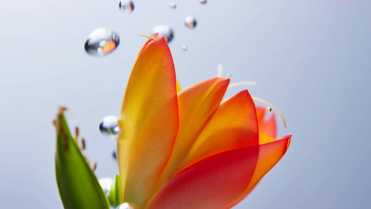 Un primo piano di un tulipano rosso-arancio centrato nell'inquadratura mentre goccioline d'acqua schizzano verso l'alto dal basso. Petali luminosi e foglie verdi sono nitidamente visibili mentre lo sfondo rimane leggermente sfocato nella fredda luce del cielo blu, creando un'atmosfera primaverile fresca.
