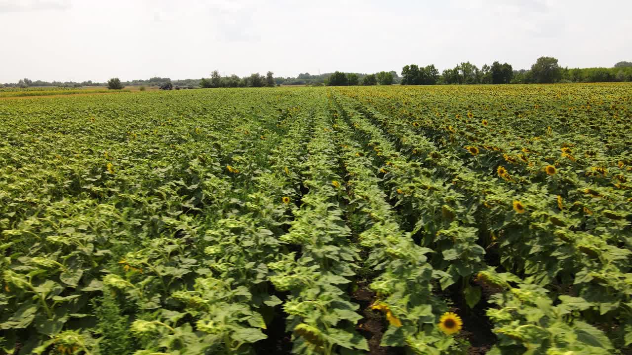 camiones aéreos sobre un interminable campo de girasoles