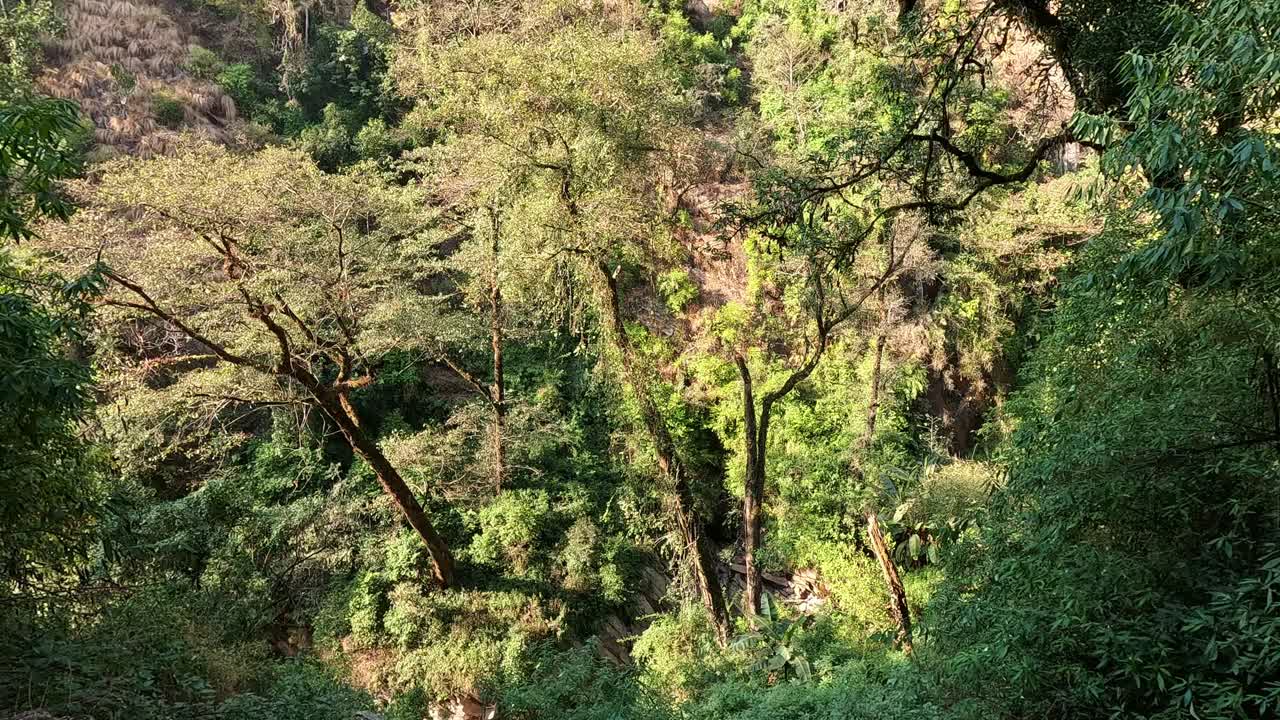 Kijkend in het alpiene regenwoud