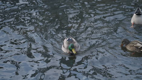 male and female mallards swimming in groups on a cold winter's day - high angle shot