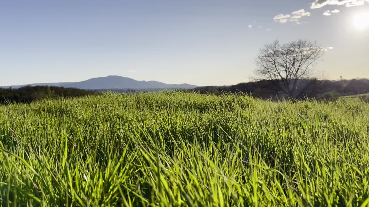 Scenic view of a lush green field with a lone tree and a mountain in the background under a bright sun. Idyllic countryside landscape for peace and nature concepts