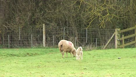 Ewe-and-Spring-lamb-grazing-in-a-field-in-the-UK