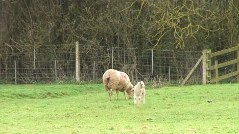 oveja y cordero de primavera pastando en un campo en el reino unido