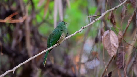 El-Abejaruco-De-Barba-Azul-Se-Encuentra-En-La-Península-De-Malaya,-Incluida-Tailandia,-En-Claros-De-Bosques-Particulares