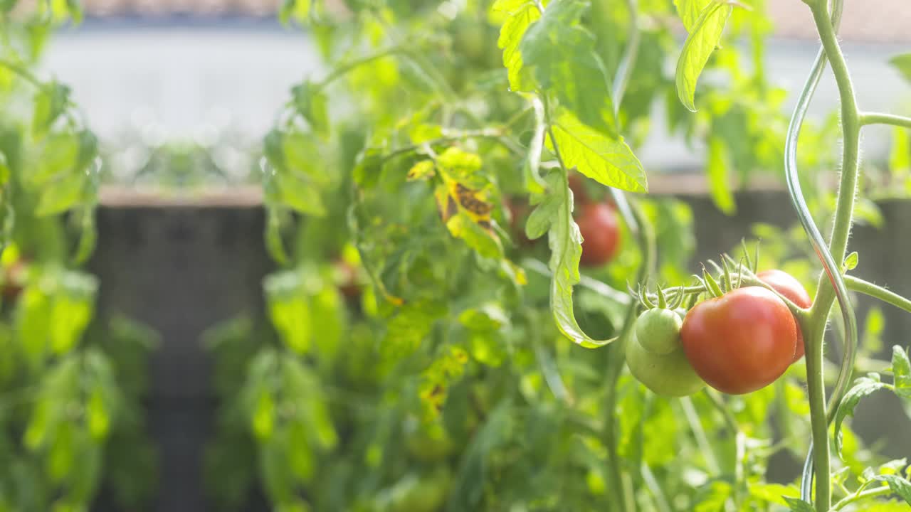 익은 은 토마토 정원 위에 매끄러운 루프 슬라이드
