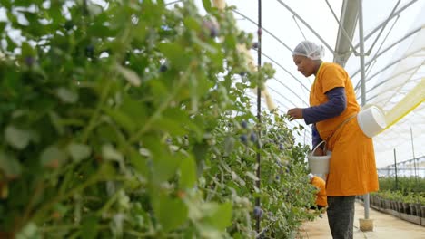 worker picking blueberries in blueberry farm 4k