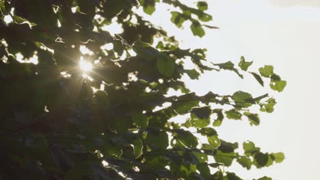 rayos de sol brillando a través de las hojas de un árbol