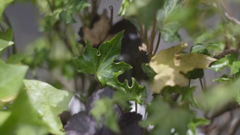 Maple-Trees-Has-A-Hidden-Beauty-In-Every-Season-In-Japan--Close-Up-Shot