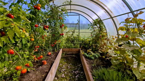 small greenhouse with rows of tomato plants. zoom-in shot