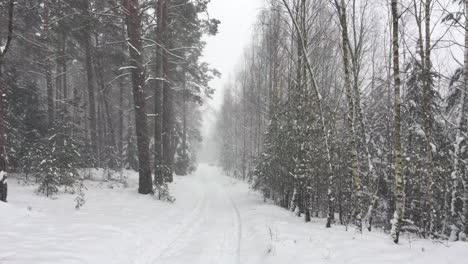 snowstorm and snowy trees and hiking trail pathway in mystical deep forest in winter