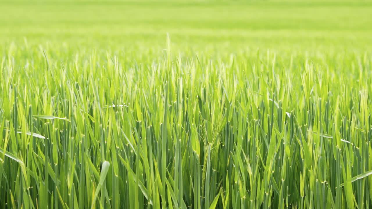 Lush green wheat grass in a spring meadow, shot 100 fps with zoom