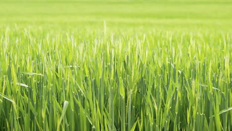lush green wheat grass in a spring meadow, shot 100 fps with zoom