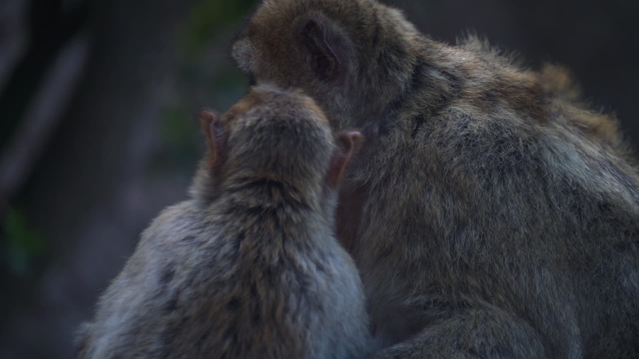 familia de monos en un día de viento, teleobjetivo