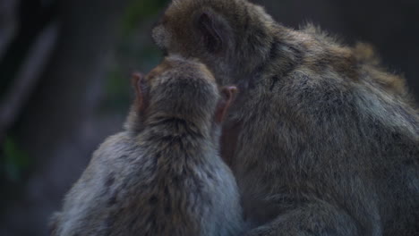 Monkey-family-on-windy-day,-telephoto-view