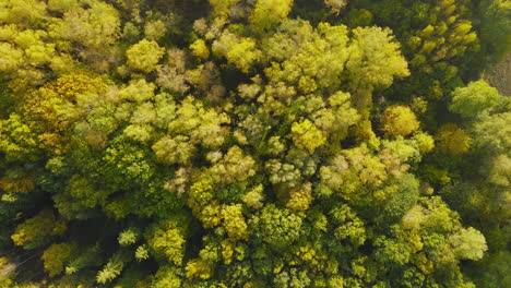 Overhead-Birdseye-Aufstieg-Von-Prächtigen-Herbst-Herbst-Farbigen-Bäumen-Napromek,-Polen,-Drohnenantenne