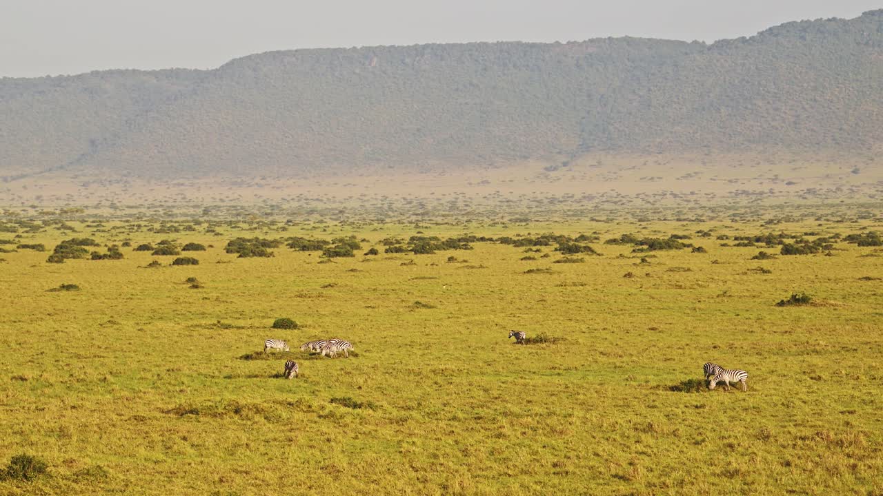 Masai Mara African Wildlife Aerial Shot of Plains Zebra in Africa Savanna, Kenya Hot Air Balloon Ride Flight View Flying Over Beautiful Landscape, Amazing Unique Safari Travel Experience From Above