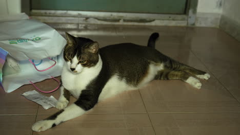 black-and-white-cat-lying-on-floor