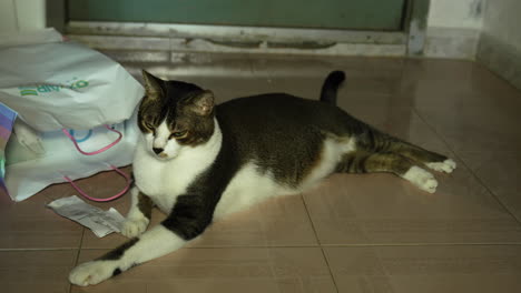 black and white cat lying on floor