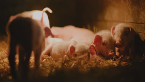 piglets in a pen