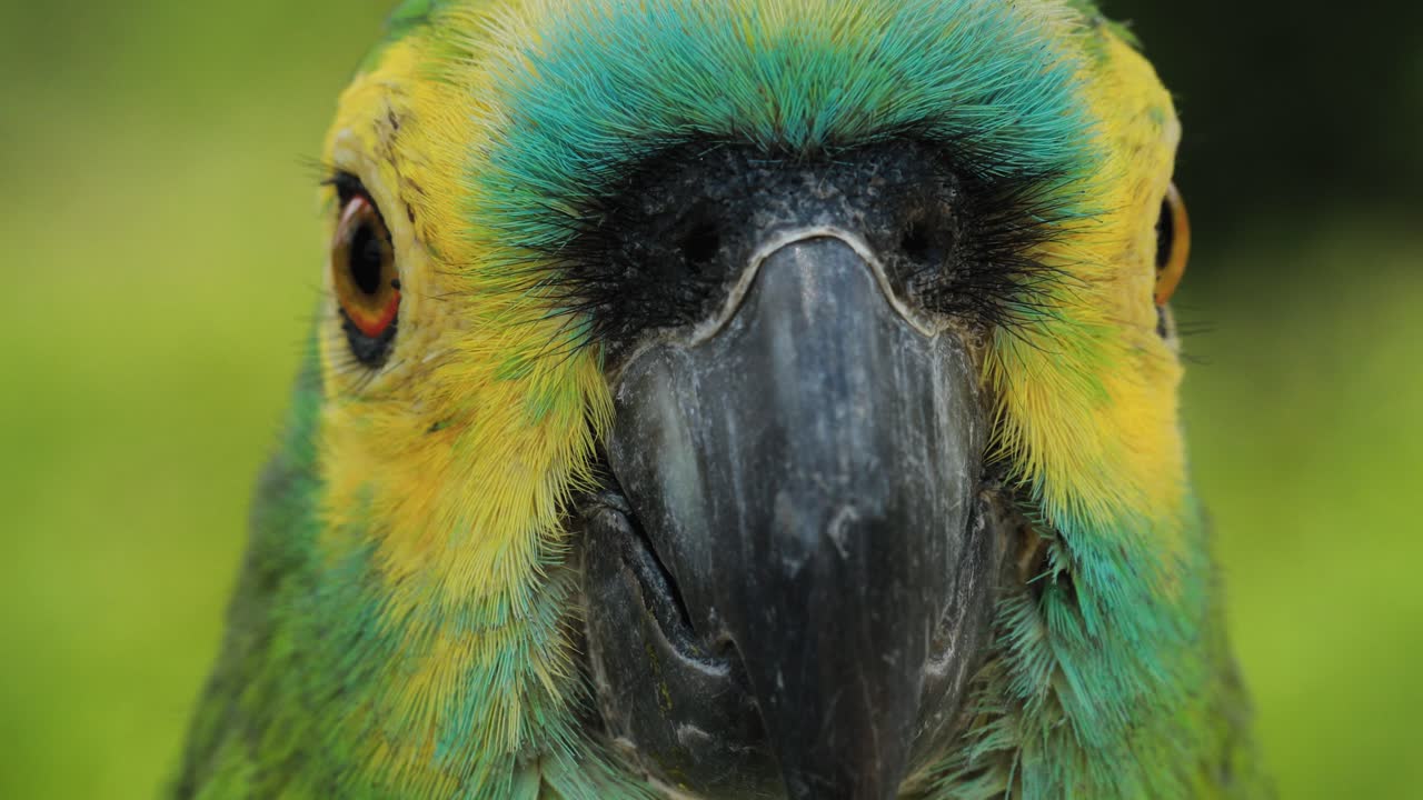 4.000 imágenes de cerca de un loro guacamayo moviendo la cabeza