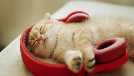 portrait of a red kitten fell asleep while listening to music