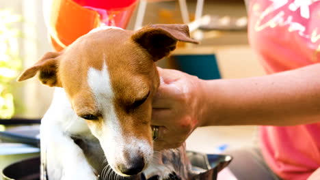 jack russell terrier standing in bucket outdoors gets rinsed and shampooed