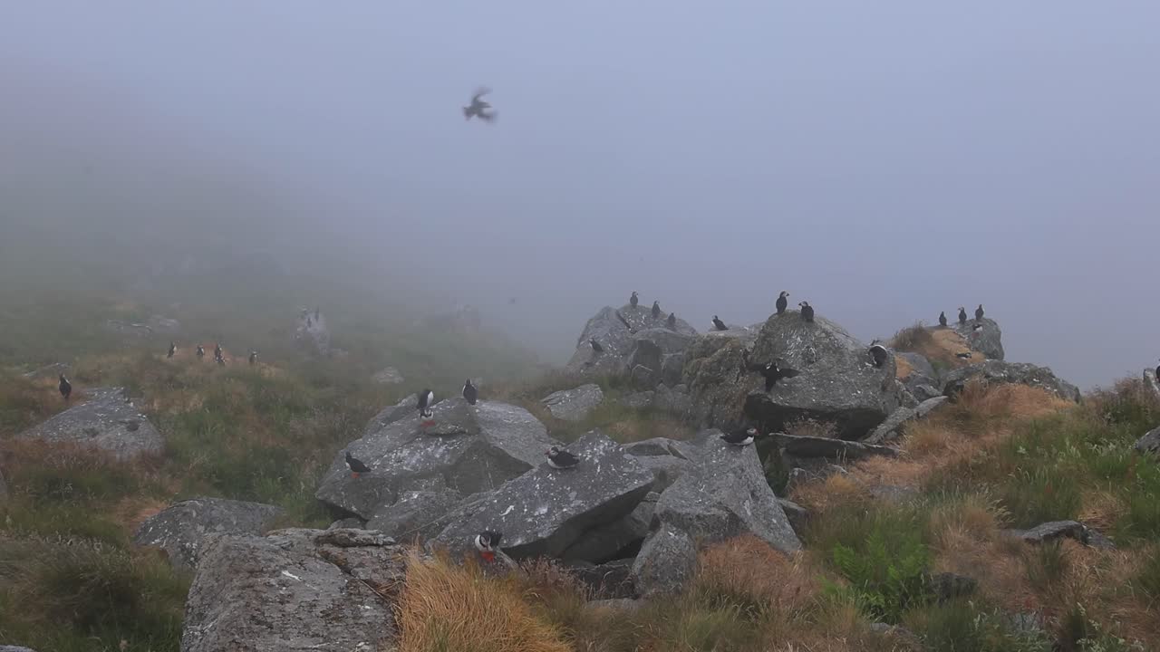 대서양 파핀 (fratercula arctica) 은 룬데 섬 (노르웨이) 의 바위 위에 있습니다.