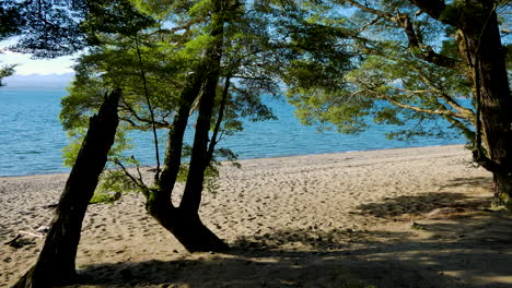 Panning-shot-of-calm-empty-sandy-beach-with-trees-and-blue-ocean-water-in-summer,New-Zealand