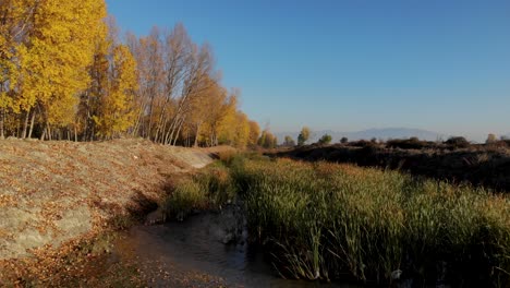 Río-Fluyendo-A-Través-De-Juncos-Rodeados-De-álamos-Amarillos-Sobre-Fondo-De-Cielo-Azul-Brillante