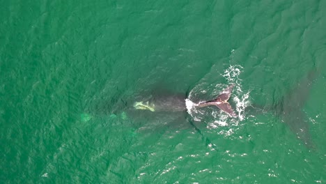 Vista-Aérea-De-Ballena-Franca-Austral-Y-Ternero-Recién-Nacido-En-Bahía-Falsa-En-Fish-Hoek,-Sudáfrica