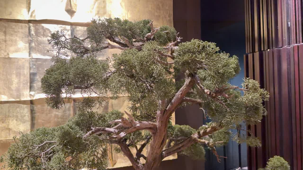 Detaylı dalları ve iğneleri olan minyatür, yaprak dökmeyen bir bonsai ağacının sabit yakın çekimi.