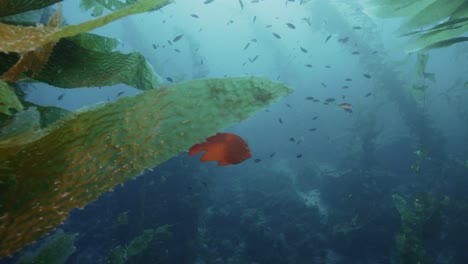 garibaldi in the kelp forest