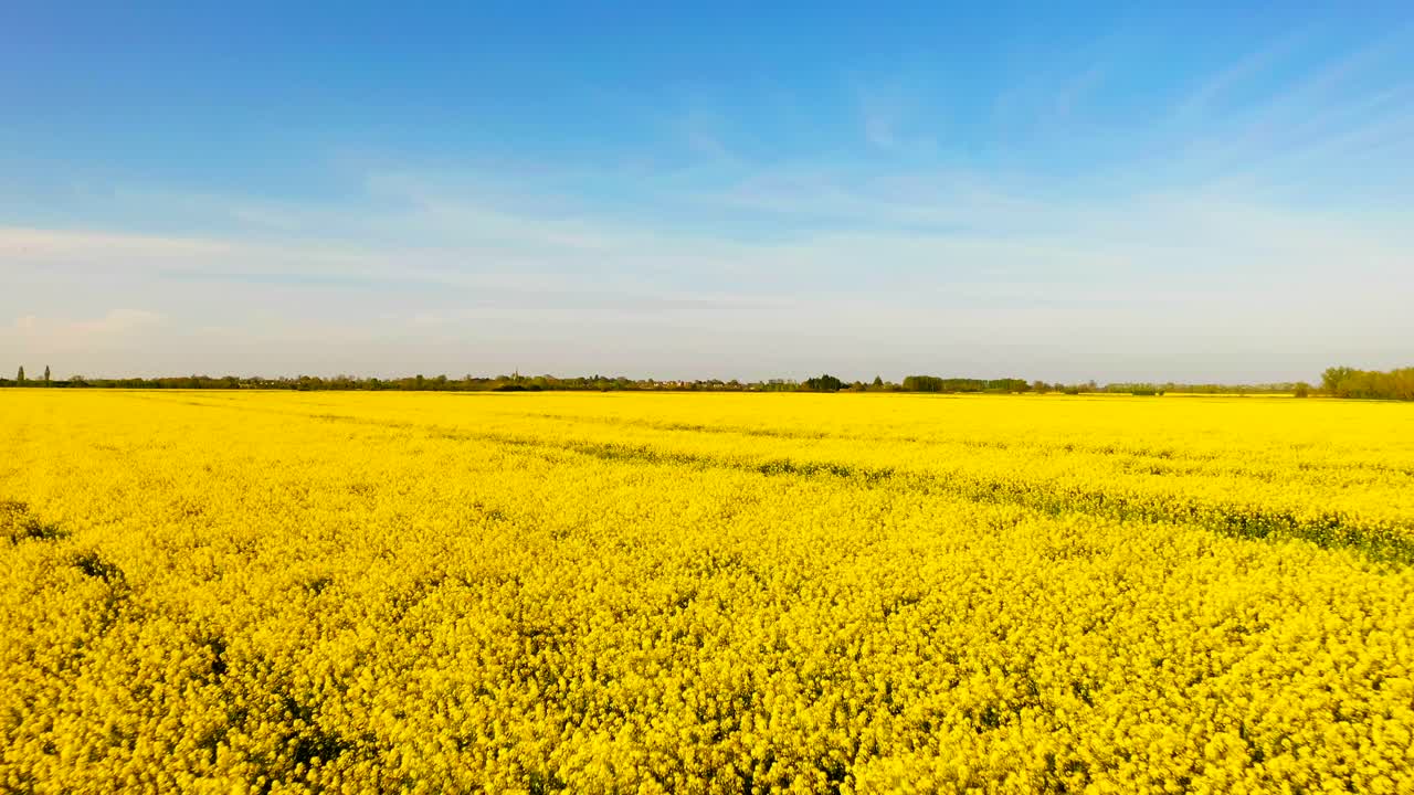 vista aérea inversa de bajo nivel de un campo de aceite de colza amarillo con un cielo azul