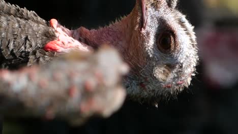 close-up of a turkey head