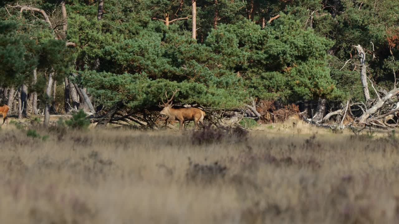Wild Deer Shaking Tree Branches With Antlers In The Distant Background At De Hoge Veluwe National Park