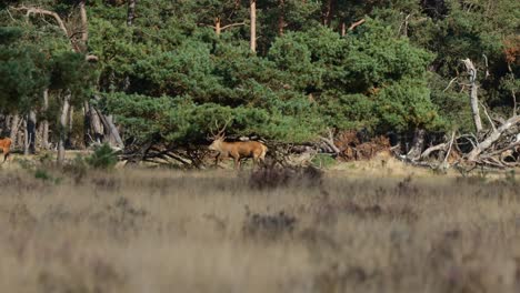 Wild-Deer-Shaking-Tree-Branches-With-Antlers-In-The-Distant-Background-At-De-Hoge-Veluwe-National-Park