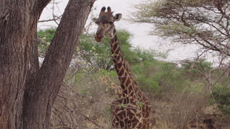 medium shot of giraffe chewing, eating and looking towards camera. giraffe uses tongue to lick mouth or pick nostril. slow motion footage in tsavo east national park, kenya, africa.