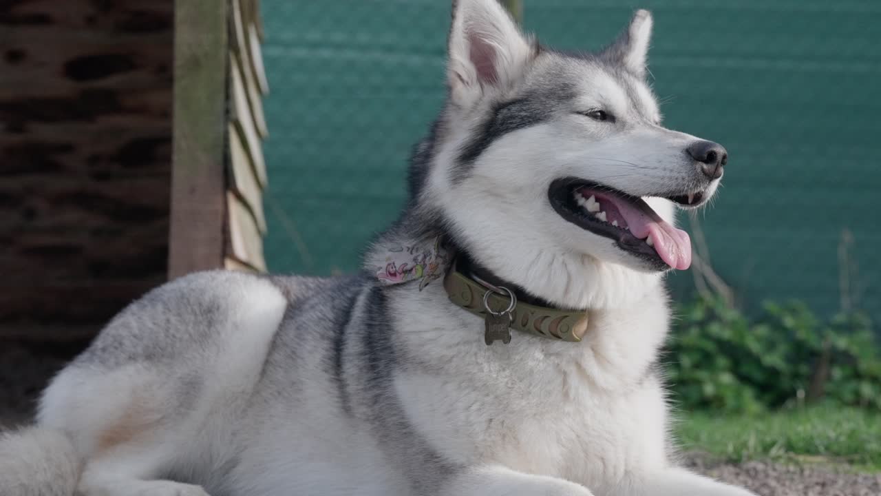 Strong alert loyal family canine companion, majestic doggy, close-up