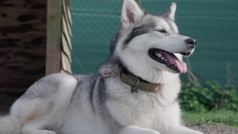 strong alert loyal family canine companion, majestic doggy, close-up