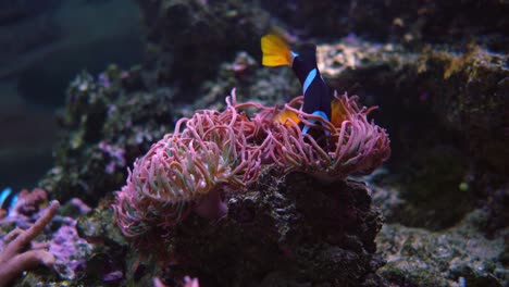 Aktueller-Salzwasserfisch,-Clownfisch,-Anemonenfisch