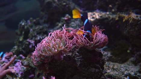 peces de agua salada tópicos, peces payaso, peces anémona