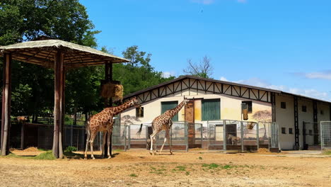 giraffes enjoying a sunny day at the zoo. two giraffes stand near a shelter, enjoying the sunshine while a third giraffe is visible in the background