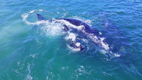 polygamous mating ritual of entangled group of southern right whales, aerial