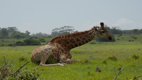 giraffe balances its body, bends legs to lay down on the hillside and rest