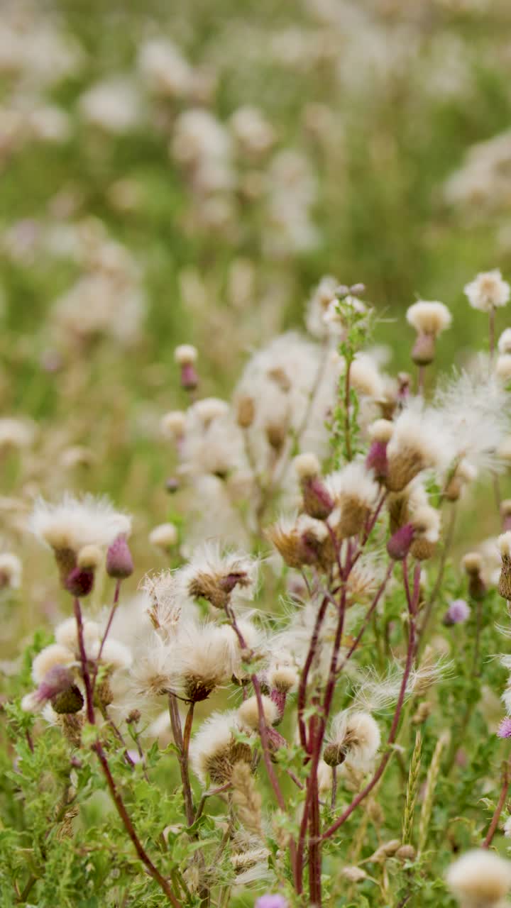 Thistle wildflowers sway gently in a sunlit meadow as a breeze disperses their seeds. Soft natural lighting and shallow depth of field enhance the tranquil mood