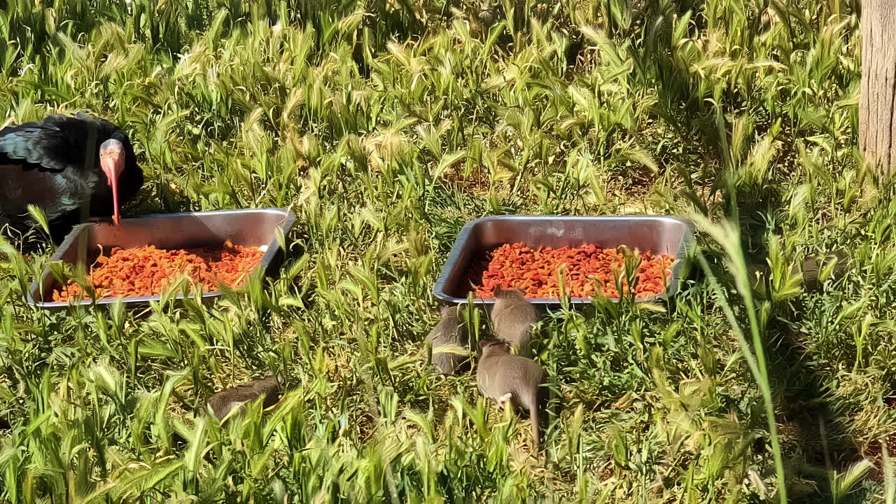 Birds being fed in a cage while rats eat at Attica Zoological Park, Spata, Greece