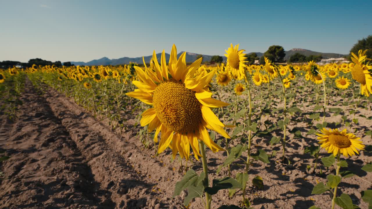 campo de girasol de primer plano al atardecer