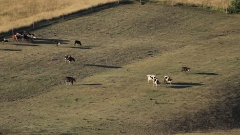 Pequeño-Rebaño-De-Vacas-Caminando-En-Su-Pasto-Pov-Aéreo