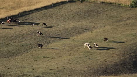 pequeño rebaño de vacas caminando en su pasto pov aéreo