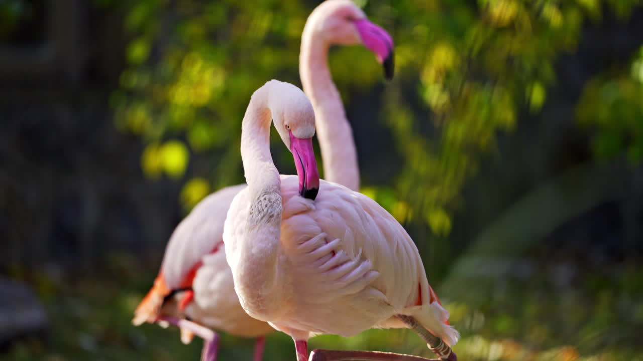 자연 서식지의 플라밍고